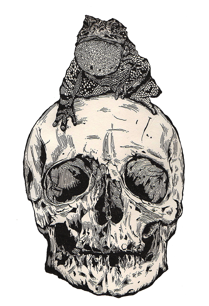 TOAD ON THE SKULL